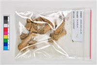 複體葬人骨各部位藏品圖，第9張