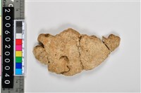 人頭骨頂骨殘片藏品圖，第2張