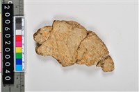 人頭骨頂骨殘片藏品圖，第3張