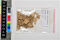 人頭骨頂骨殘片藏品圖，第4張