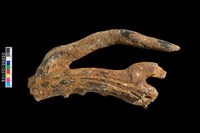 四不像鹿角化石藏品圖，第2張