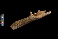 四不像鹿角化石藏品圖，第5張