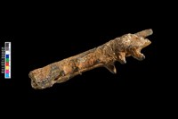 四不像鹿角化石藏品圖，第6張