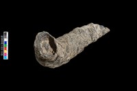 右羊角化石藏品圖，第3張