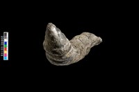 右羊角化石藏品圖，第4張