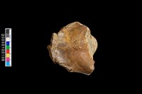 山羌頭部藏品圖，第6張