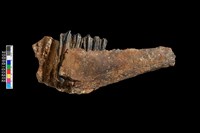 鹿左下顎骨化石藏品圖，第2張