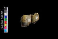 鹿齒化石藏品圖，第1張