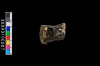 鹿齒化石藏品圖，第3張