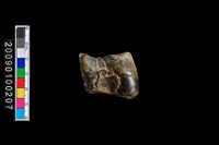 鹿齒化石藏品圖，第4張
