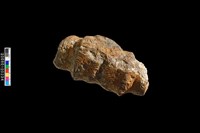 掌骨、腕骨化石藏品圖，第3張