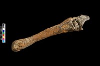 掌骨、腕骨化石藏品圖，第5張