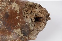 左肱骨化石藏品圖，第9張