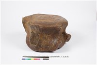 鯨魚脊椎化石藏品圖，第2張