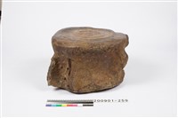 鯨魚脊椎化石藏品圖，第4張