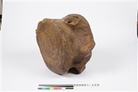 鯨魚脊椎化石藏品圖，第5張