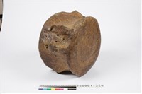 鯨魚脊椎化石藏品圖，第6張