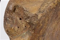 鯨魚脊椎化石藏品圖，第7張