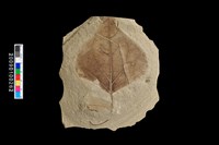 植物生痕化石藏品圖，第1張