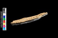 植物生痕化石藏品圖，第5張
