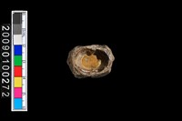 魚脊椎化石藏品圖，第2張