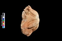 海星化石藏品圖，第4張