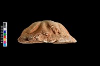 海星化石藏品圖，第5張