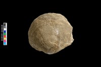 蛤類化石藏品圖，第1張