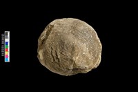 蛤類化石藏品圖，第2張