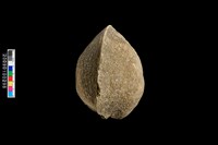 蛤類化石藏品圖，第3張