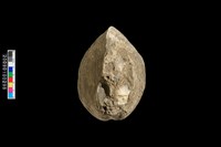 蛤類化石藏品圖，第4張