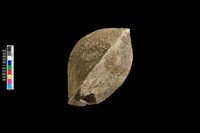 蛤類化石藏品圖，第5張