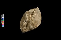 蛤類化石藏品圖，第6張