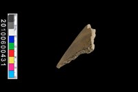 腹片藏品圖，第5張