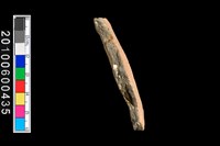 腹片藏品圖，第2張