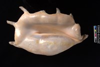 駱駝螺藏品圖，第2張