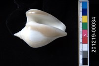 水晶鳳凰螺藏品圖，第2張