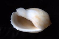 小鬘螺藏品圖，第4張