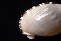 小鬘螺藏品圖，第6張