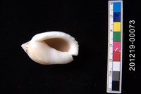 小鬘螺藏品圖，第2張