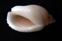 小鬘螺藏品圖，第4張
