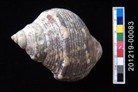 銀口蠑螺藏品圖，第1張