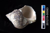 銀口蠑螺藏品圖，第2張