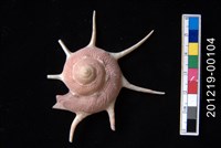 長棘星螺藏品圖，第1張