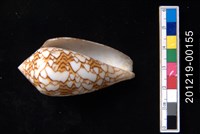 織錦芋螺藏品圖，第2張