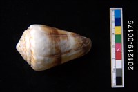 柳絲芋螺藏品圖，第1張