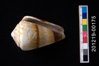 柳絲芋螺藏品圖，第2張