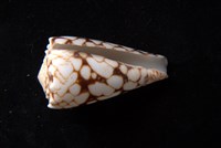 大理石芋螺藏品圖，第4張