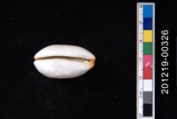 雨絲寶螺藏品圖，第2張