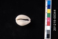 金環寶螺藏品圖，第2張